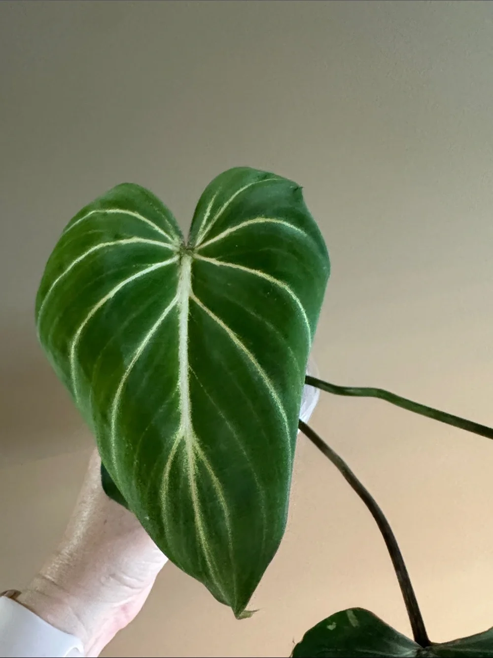 Philodendron Gloriosum Rooted plant🪴